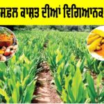 Turmeric Cultivation Guide: ਹਲਦੀ ਦੀ ਸਫ਼ਲ ਕਾਸ਼ਤ ਦੀਆਂ ਵਿਗਿਆਨਕ ਸਿਫ਼ਾਰਸ਼ਾਂ Turmeric Cultivation Guide