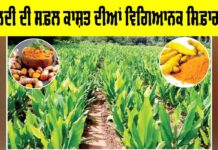 Turmeric Cultivation Guide: ਹਲਦੀ ਦੀ ਸਫ਼ਲ ਕਾਸ਼ਤ ਦੀਆਂ ਵਿਗਿਆਨਕ ਸਿਫ਼ਾਰਸ਼ਾਂ Turmeric Cultivation Guide