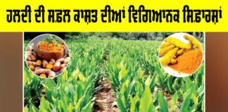 Turmeric Cultivation Guide