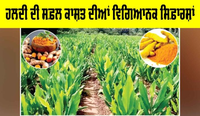 Turmeric Cultivation Guide