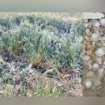 ਅਬੋਹਰ ਹਲਕੇ ਦੇ ਪਿੰਡਾਂ ਵਿਚ ਤੇਜ਼ ਹਨ੍ਹੇਰੀ, ਬਰਸਾਤ ਤੇ ਗੜਿਆਂ ਕਾਰਨ ਮਧੋਲੀ ਕਣਕ ਦੀ ਫਸਲ ਤੇ ਪਏ ਗੜਿਆਂ ਦਾ ਦ੍ਰਿਸ਼-ਤਸਵੀਰ। ਤਸਵੀਰ: ਮੇਵਾ ਸਿੰਘ