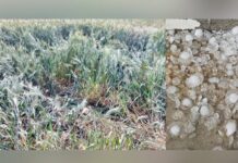 ਅਬੋਹਰ ਹਲਕੇ ਦੇ ਪਿੰਡਾਂ ਵਿਚ ਤੇਜ਼ ਹਨ੍ਹੇਰੀ, ਬਰਸਾਤ ਤੇ ਗੜਿਆਂ ਕਾਰਨ ਮਧੋਲੀ ਕਣਕ ਦੀ ਫਸਲ ਤੇ ਪਏ ਗੜਿਆਂ ਦਾ ਦ੍ਰਿਸ਼-ਤਸਵੀਰ। ਤਸਵੀਰ: ਮੇਵਾ ਸਿੰਘ