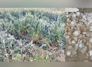 Unseasonal Rain Punjab: ਤੇਜ਼ ਹਵਾਵਾਂ ਤੇ ਗੜੇਮਾਰੀ ਨੇ ਵਿਛਾਈ ਪੱਕੀ ਪਕਾਈ ਕਣਕ, ਕਿਸਾਨਾਂ ਦੇ ਸਾਹ ਸੂਤੇ ਅਬੋਹਰ ਹਲਕੇ ਦੇ ਪਿੰਡਾਂ ਵਿਚ ਤੇਜ਼ ਹਨ੍ਹੇਰੀ, ਬਰਸਾਤ ਤੇ ਗੜਿਆਂ ਕਾਰਨ ਮਧੋਲੀ ਕਣਕ ਦੀ ਫਸਲ ਤੇ ਪਏ ਗੜਿਆਂ ਦਾ ਦ੍ਰਿਸ਼-ਤਸਵੀਰ। ਤਸਵੀਰ: ਮੇਵਾ ਸਿੰਘ